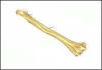 Comment s'appelle cet os ?