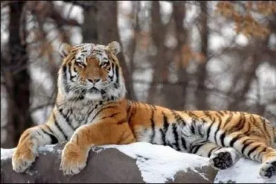 Le félin vous donne la région, la région vous donne le pays !