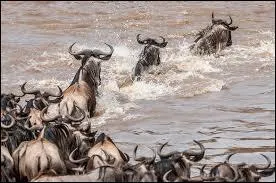 Dure, dure, la traversée de la rivière Mara pour les gnous !