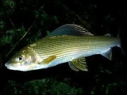 1) Ombre : poisson d'eau douce du genre saumon.
2) Ombre : obscurité produite par un corps qui intercepte la lumière.