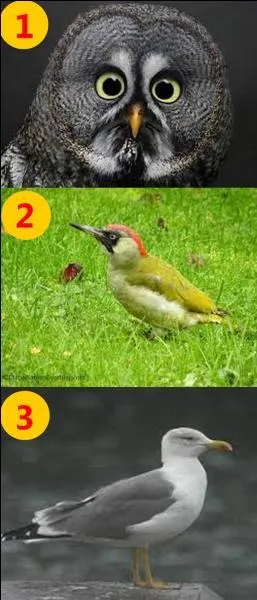 Si je vous dis : "The owl." Quel est le bon numéro ?