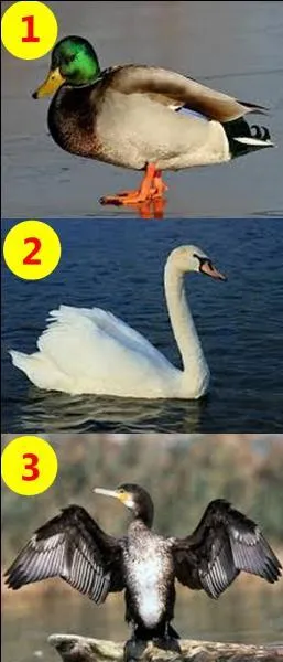 Si je vous dis : "The swan." Quel est le bon numéro ?