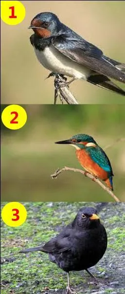 Si je vous dis : "The swallow." Quel est le bon numéro ?