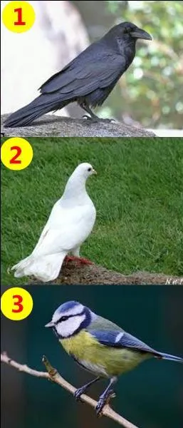 Si je vous dis : "The dove." Quel est le bon numéro ?