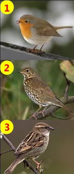 Si je vous dis : "The robin." Quel est le bon numéro ?