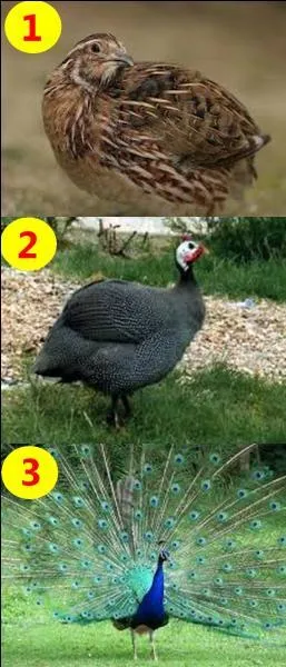 Si je vous dis : "The peacock." Quel est le bon numéro ?