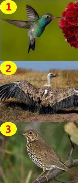 Si je vous dis : "The hummingbird." Quel est le bon numéro ?