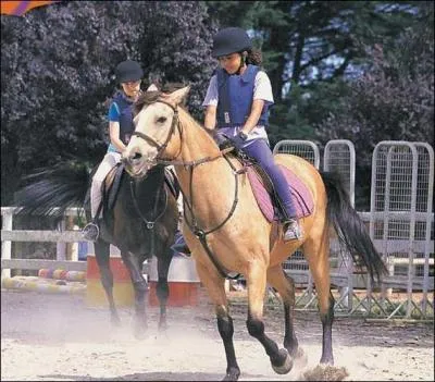 Qui est ce cheval et à qui appartient-il ? Ou qui s'en est occupé ?