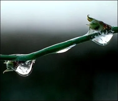 Qui sont les Saints de Glace ?