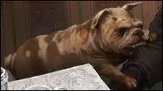 Comment s'appelle le chien qui accompagne Marge chez les Dursley ?