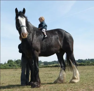 Le Shire est le plus grand...