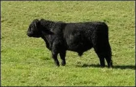 Cet écrivain français, 1882-1939, ressemblait à un cheval et n'était pas né pour plaire, selon Marcel Jouhandeau : Charles Du----.