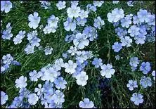 Selon Jean-Louis Barrault, Charles Du---- « sentait le fond de teint des baladins de tous les âges. »