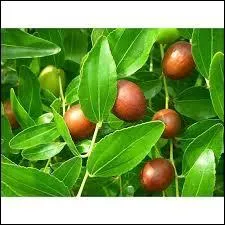 Tous les jujubiers produisent un fruit comestible appelé le jujube.