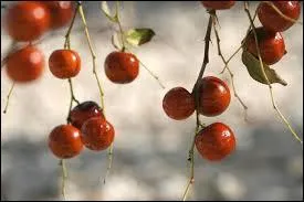 Ce fruit possède des vertus médicinales, contre la toux notamment.