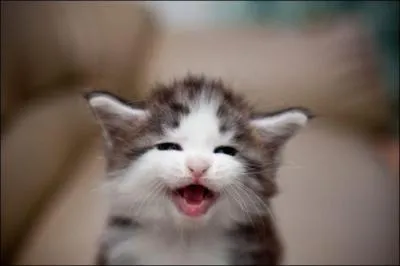 Combien d'heures un chat dort-il en moyenne ?