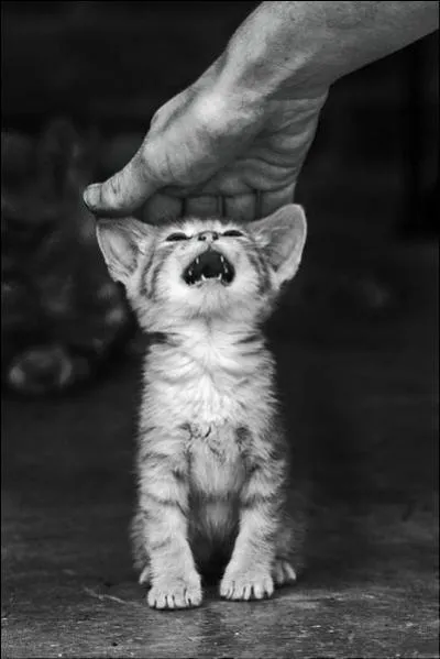 Que faut-il faire quand un chat ne veut pas se laisser brosser ?