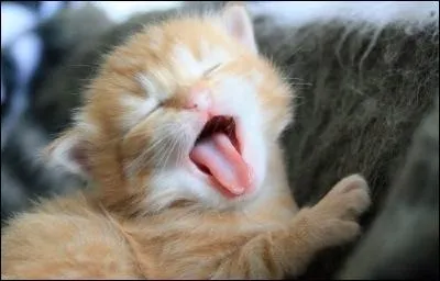 Pour finir en beauté, je vais vous poser une question très simple. Quels sont les cousins du chat ?