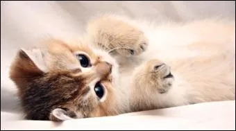 Vrai ou faux. Les chats peuvent voir dans le noir total.