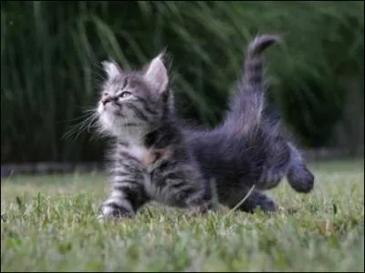 Quels sont les aliments qu'ils ne faut absolument pas donner aux chats ?