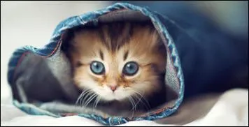 Quand un chat a trois couleurs, c'est forcément un/une :