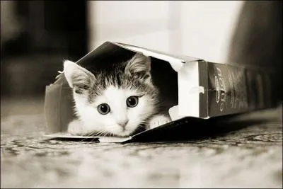 Connais-tu le nombre de moustaches qu'ont les chats ?