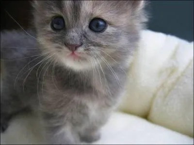 Quand on opère un mâle pour qu'il ne puisse plus se reproduire et faire des bébés, cela porte un nom :