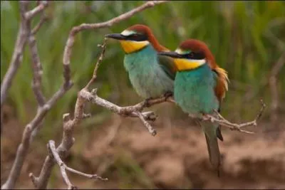 Louis de Funes : Gardez votre équilibre !
