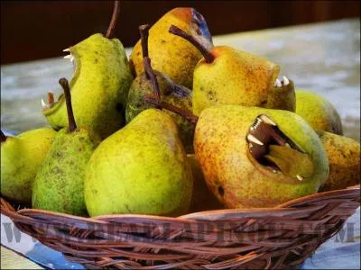 Manger 5 fruits par jour ? Impossible pour les personnes atteintes de la phobie des fruits. Mais comment appelle-t-on cette phobie ?