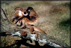 La cubiculacetophobie. Déjà pas facile à écrire sans faute, mais dans la catégorie "phobies improbables", on atteint le summum. C'est la peur ...