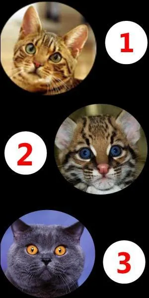 De ces trois mammifères, lequel est un chat sauvage ?