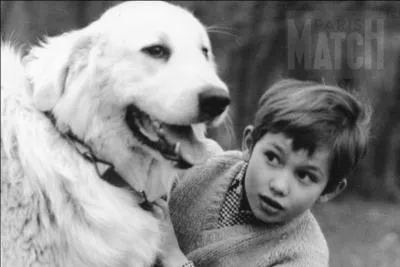 En 1965, la série "Belle et Sébastien" met en scène l'amitié d'un enfant et d'un chien. De quelle race est ce dernier ?