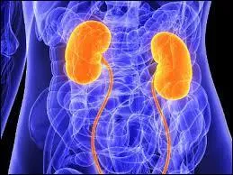 En médecine, quelle est la spécialité d'un néphrologue ?