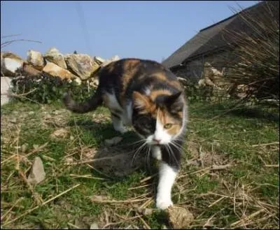 Dans le cycle 1, combien de petits a Poil de Châtaigne ?