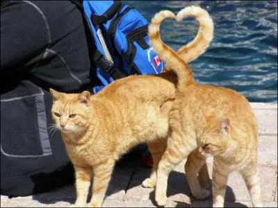 Quelle association humanitaire vous paraît correspondre à la photo ?