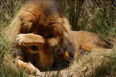 Trouvez le nom d'un romancier français !