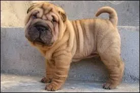 Vous connaissez peut-être, la race de chien chinois shar-peï. Mais Quelle est sa signification en chinois ?