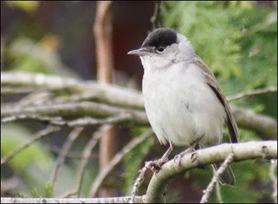 Quel oiseau est représenté sur cette photo ?