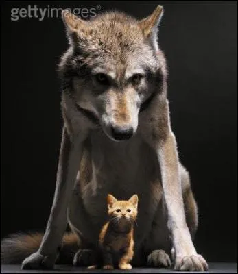 "Bonjour, auriez-vous une écharpe, j'ai un _____ dans la gorge ?"