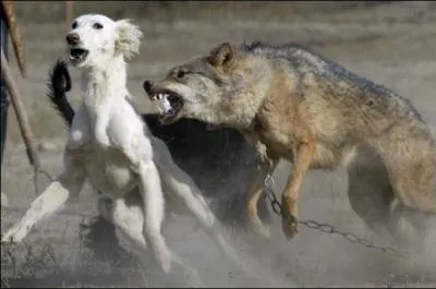 "Snif, je suis traité comme un...