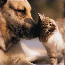 "T'as vu ça ? Elle s'est pratiquement jetée dans la gueule du...