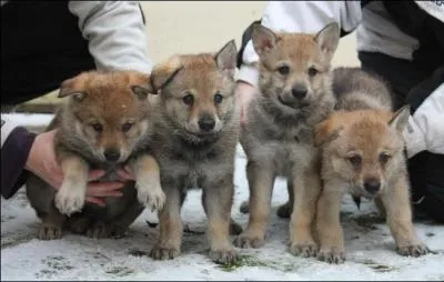 "Quel désordre, même une ______ n'y retrouverait pas ses petits ! "