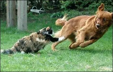 "Maman Aslan n'arrête pas de crier au...