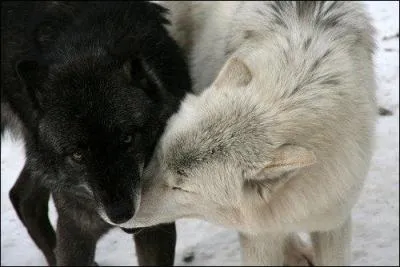 "Quelle vie de... ! "