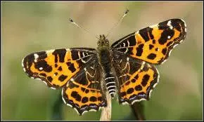 Trouvez le nom de ce joli papillon !