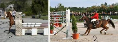 Le cheval 1 ___________ et le cheval 2 ___________.