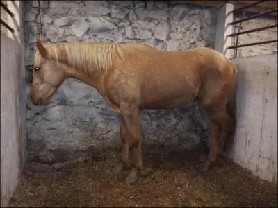 Si un cheval a la tête et la queue basses et qu'il ne bouge pas, il est :