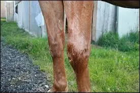 Qu'est-ce qu'un gros genou ?