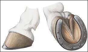 Si je tape sur le fer de mon cheval avec mon cure-pied et que le fer vibre, cela signifie :