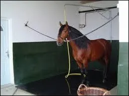 Après avoir douché mon cheval, que dois-je faire ?